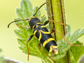 Clytus arietis